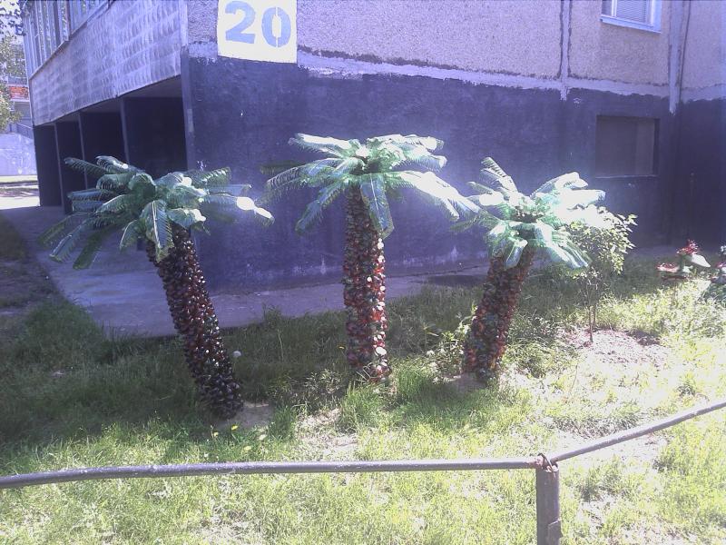 Пальмы в Светлогорске