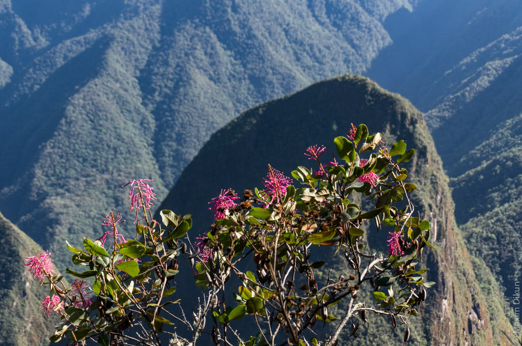 Цветок на фоне горы